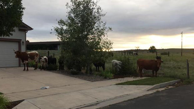 Cows in Colorado Springs 