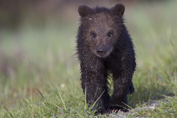 grizzly bear cub, MT, masure 