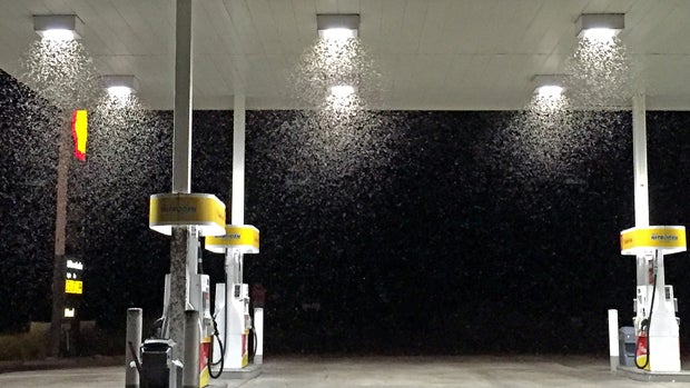 Bugs swarm at a service station in the eastern Sierra Nevada town of Lone Pine, California, Aug. 14, 2015, in this photo provided by Matthew Hengst. 