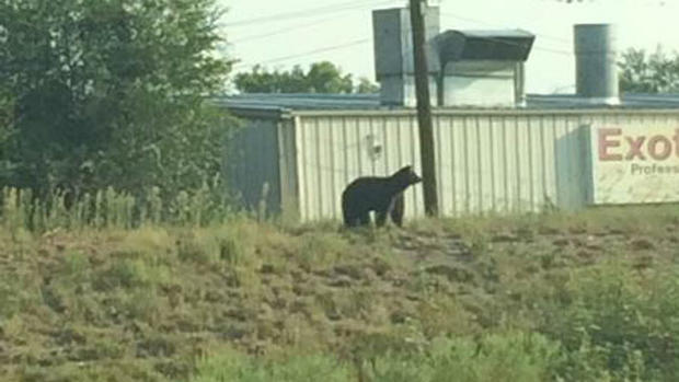 Bear Cub Captured 1 (from Wheat Ridge PD) 