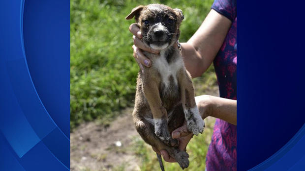 Puppy Found Wedged In Timber Pile 8/25/15 
