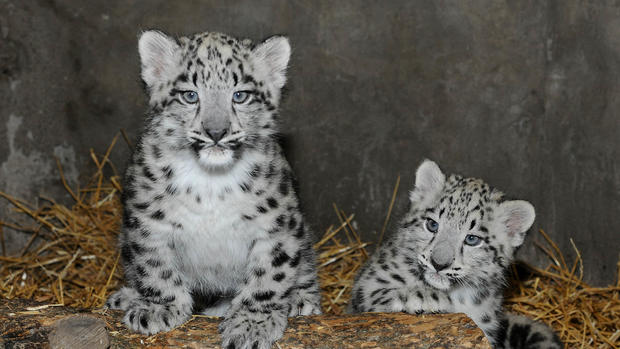 Snow Leopard Cubs 1 
