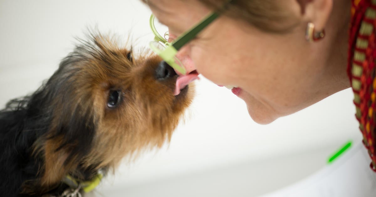 Dogs with cleft palates get help from human surgery - CBS News