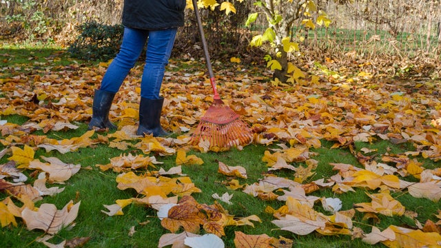 raking leaves.jpg 
