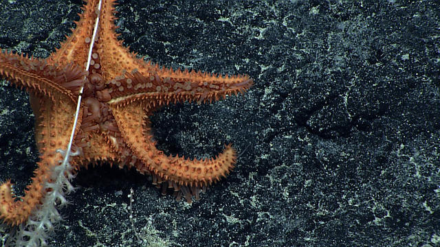 Deep-sea exploration off Hawaii reveals strange creatures - CBS News