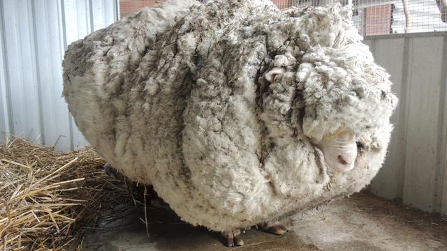 sheep2015-09-03t060050z1381360043gf10000191078rtrmadp3australia-sheep-wool.jpg 