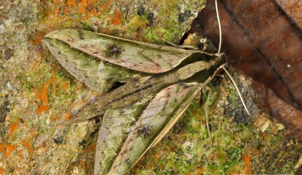 moth-8-xylophanes-amadis-amadis-hembra-sphingidae-credit-mileniusz-spanowicz-wcs.jpg 