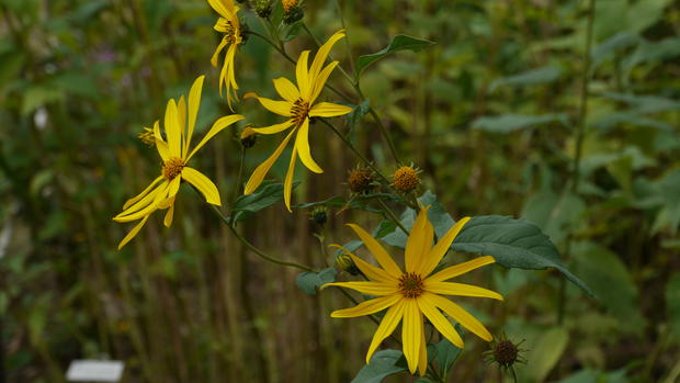 Be sure to check out all the names and species of flowers in the DNR's park. 
