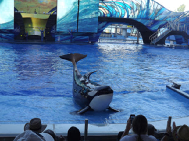 A show at Sea World (Credit: Heather Leigh Carroll) 