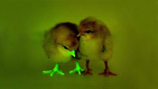 chicks.jpg 