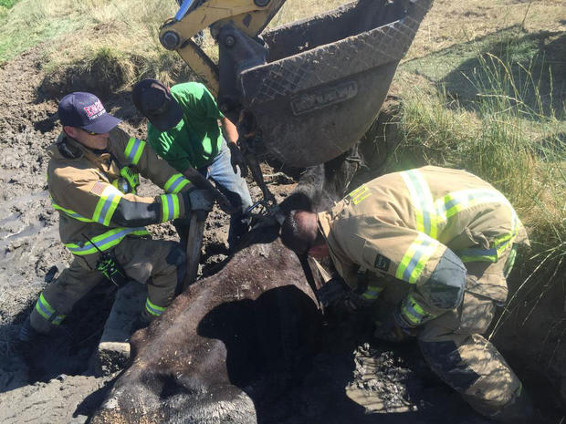 ft lupton cow rescue from flfd 