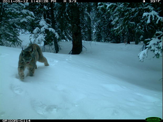 Rare Photos Of Colorado Lynx Captured By Automated Cameras 