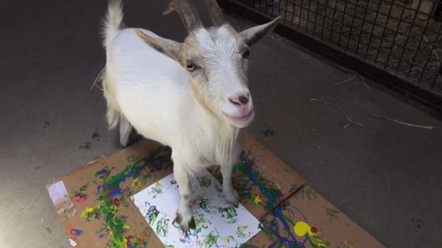 goat paint 
