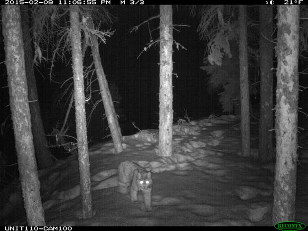Rare Photos Of Colorado Lynx Captured By Automated Cameras 