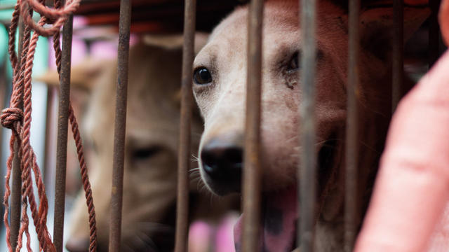 A dog looks out from its cage at a stall during a dog meat festival at a market in Yulin in southern China's Guangxi province June 22, 2015. 