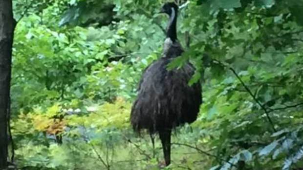 emu-bow.jpg 