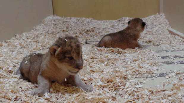 lion cubs denver zoo 