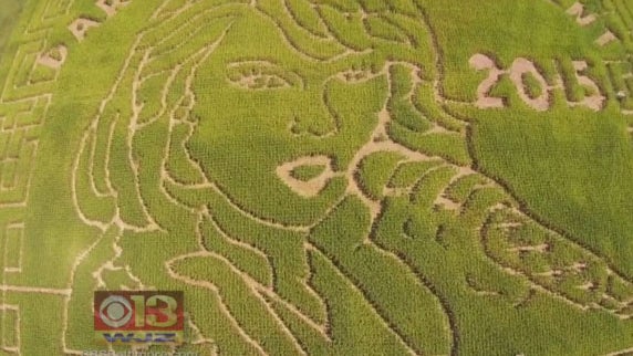 taylor-swift-corn-maze.jpg 