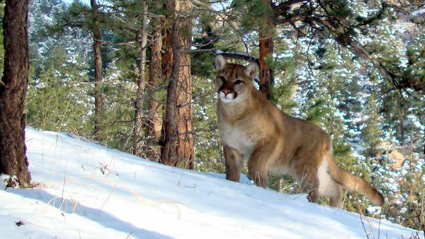 mountain lion in snow, wildlife cams 