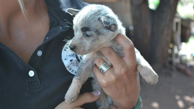 fremont county puppy mill pic from fremont county sheriff 