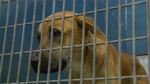 animal-shelter-dog-e1433363407916.jpg 