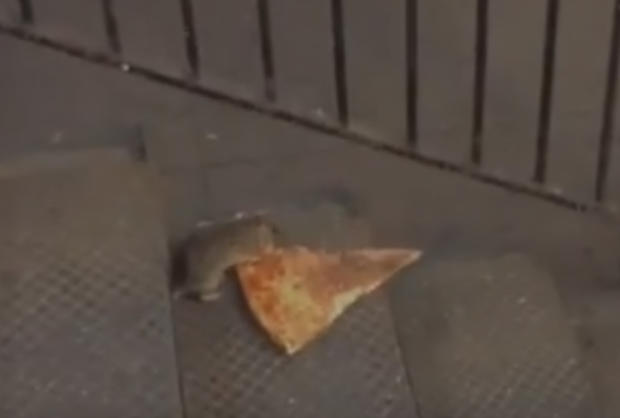 Pizza Rat 