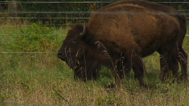 bison.jpg 
