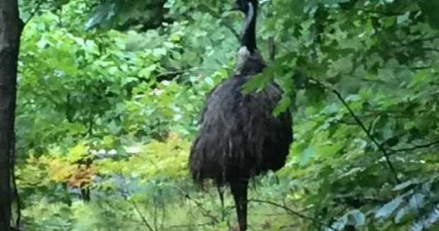 Emu escapee home in vermont after wild romp in new hampshire recognizes ...