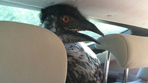 Vermont emu found in NH 