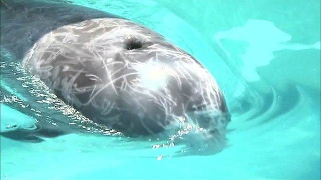 us0829dolphin640x360.jpg 