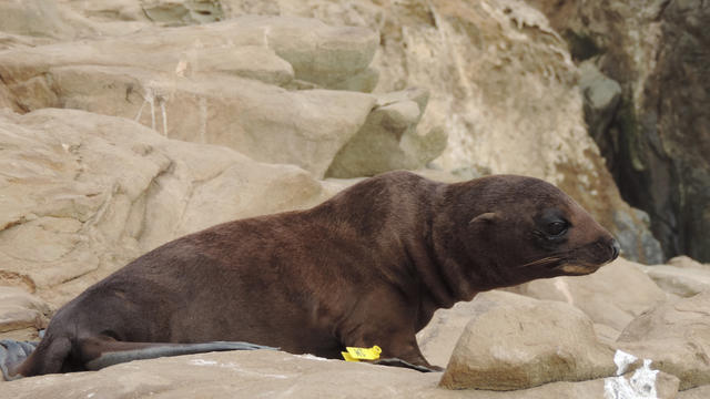 guadalupefurseal-hires-nmml-permit16087.jpg 