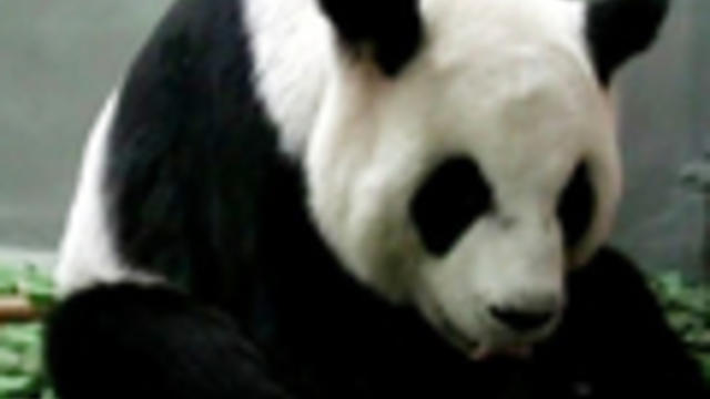 world0708panda120x90.jpg 