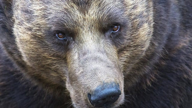 brown-bear-animals-1.jpg 