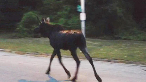 Worcester Moose 