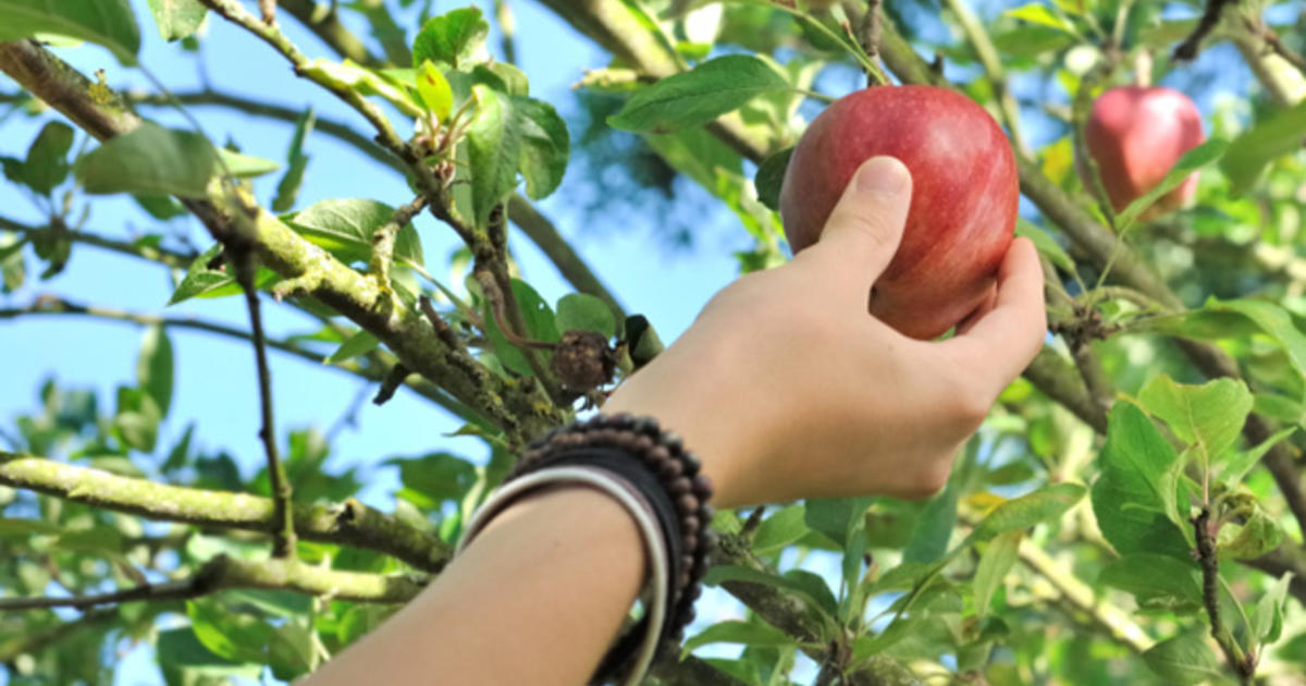 Best Places To Go Apple Picking Near Chicago CBS Chicago