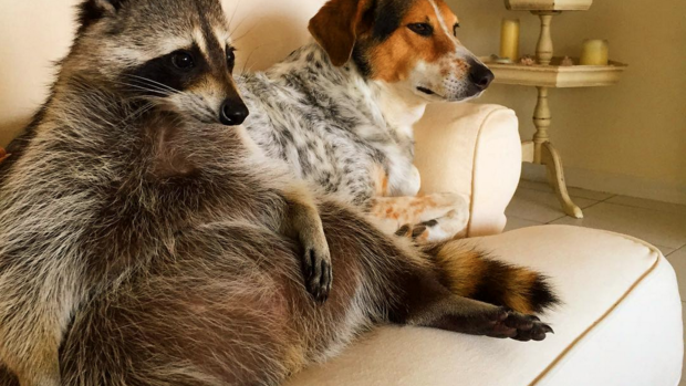 Pumpkin the raccoon is just your average dog 