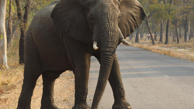 zimbabwe-elephant183844807516.jpg 