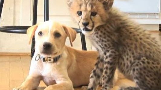 puppy-and-cub-besties-pic.jpg 