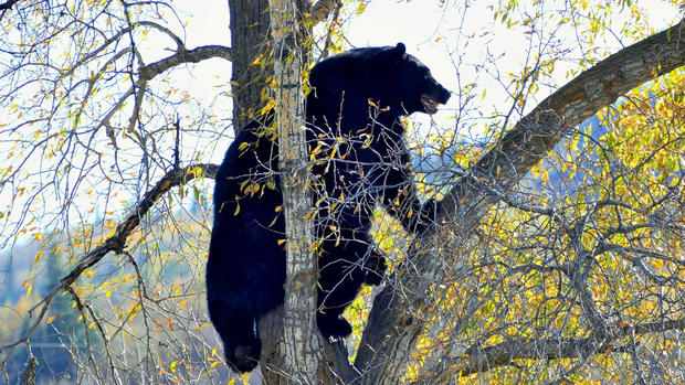Bear in Tree at 5th Street Bridge-001 