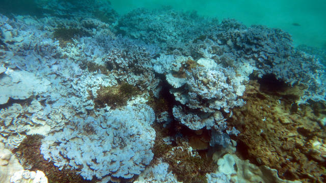 coral-bleaching-oct-2015.jpg 