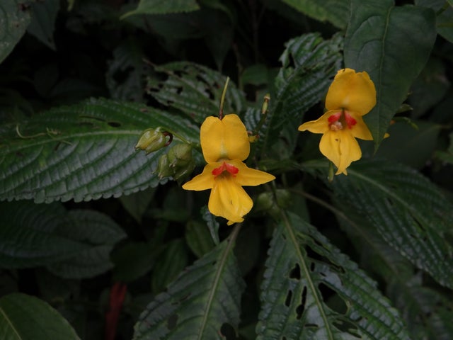 impatiens-lohitensis-c-r-gogoi-s-borah.jpg 