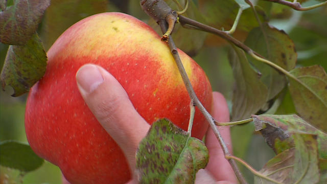 apple-orchard-generic.jpg 