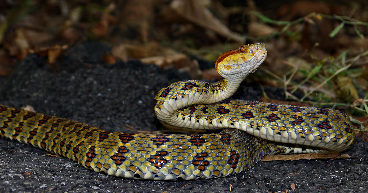 Scientists describe a new Himalayan snake species found via Instagram