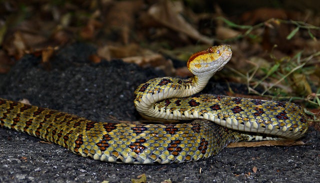protobothrops-himalayansus-pitviper-c-liang-zhang.jpg 