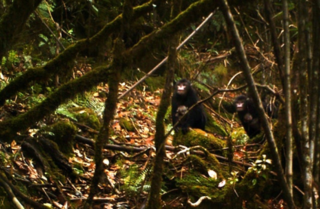 snub-nosed-monkeys-with-infantscredit-ffi-banca-prcf-crop.jpg 