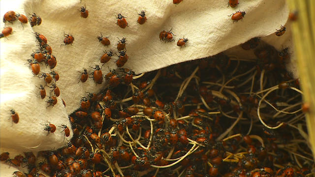 ladybugs-asian-beetles.jpg 