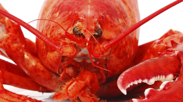 lobster-closeup.jpg 