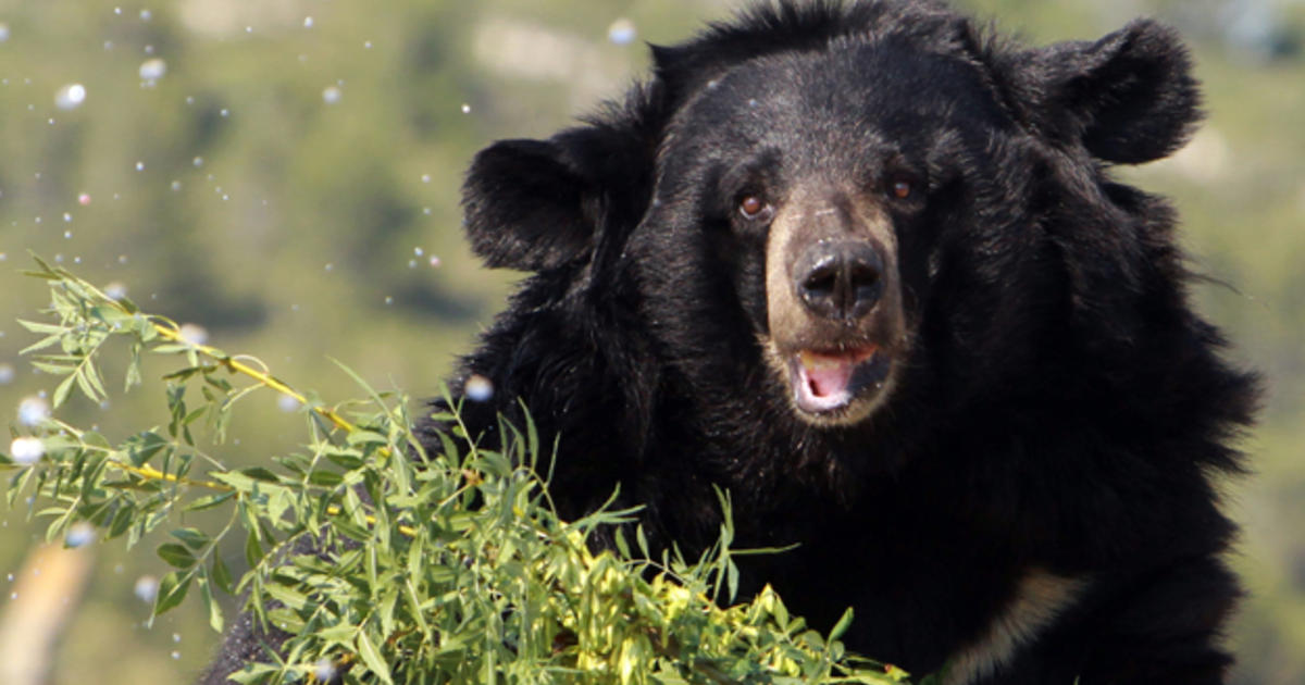 Massachusetts Announces New Black Bear Hunting Season CBS Boston