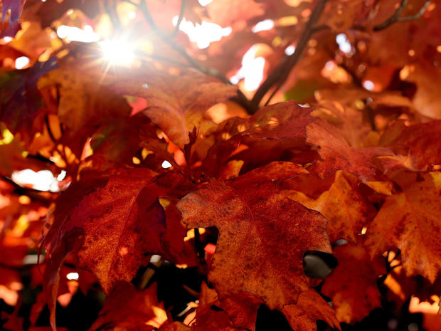 fall-foliage-getty-492245546.jpg 