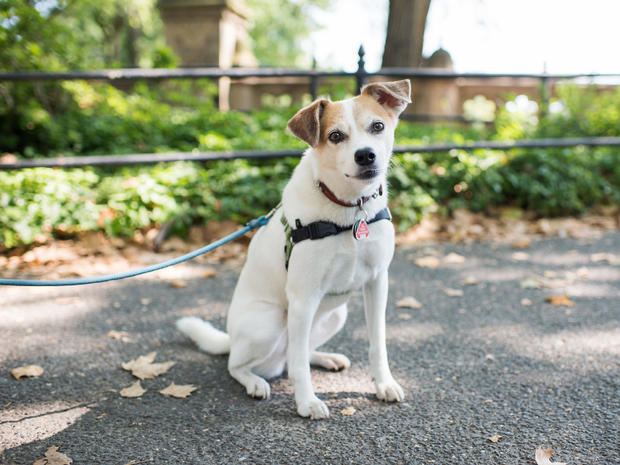 dogist-lucy-beagle-jack-russell-mix-5014.jpg 